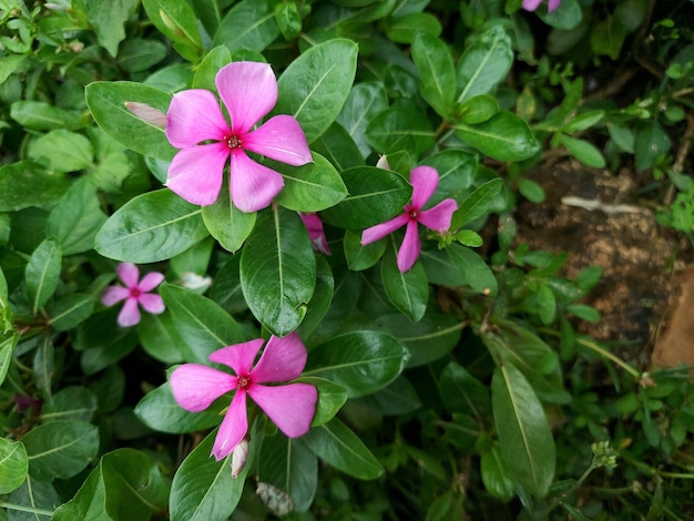 Un mazzo di fiori rosa e viola