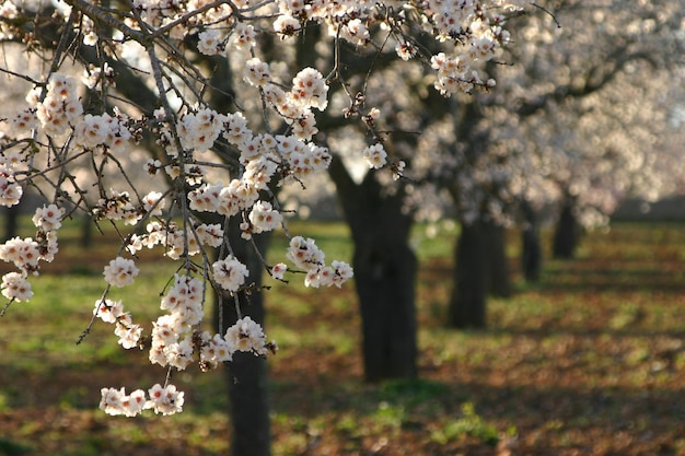 Un mazzo di fiori rosa sull'albero
