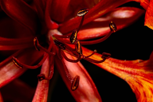 Un mazzo di fiori su un albero rosso e giallo