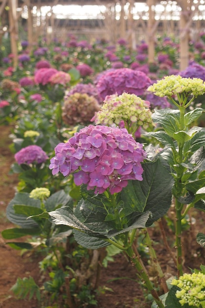 Un mazzo di fiori viola con foglie verdi e fiori gialli.