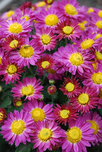 Un mazzo di fiori viola e gialli con un centro giallo.