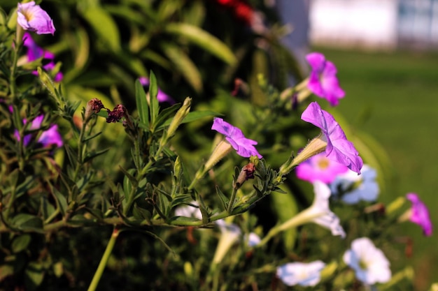 Un mazzo di fiori viola è in un giardino con un cespuglio verde sullo sfondo.