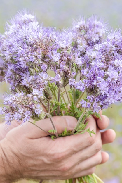 Un mazzo di fiori viola nelle mani degli uomini Fiori di prato