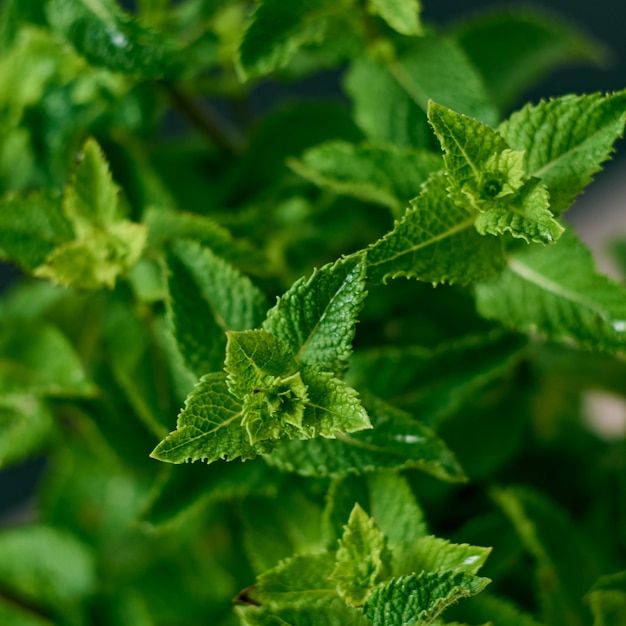 Un mazzo di foglie di menta fresca su sfondo scuro.