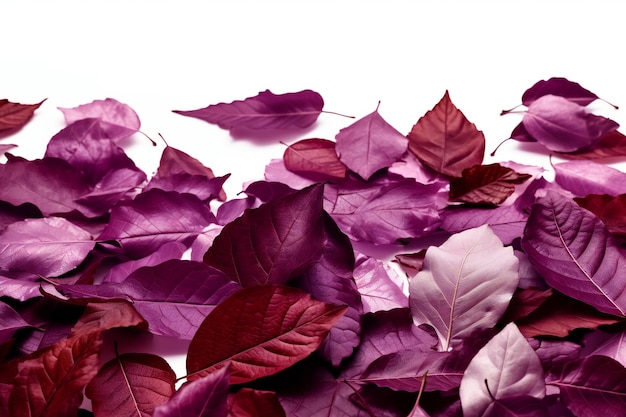 Un mazzo di foglie viola su sfondo bianco