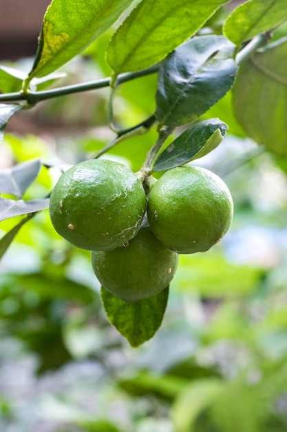 Un mazzo di frutti di lime verdi che crescono sull'albero all'interno di una fattoria agricola