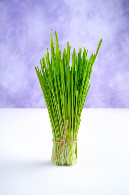 Un mazzo di germogli di grano fresco verde su uno sfondo bianco-viola.