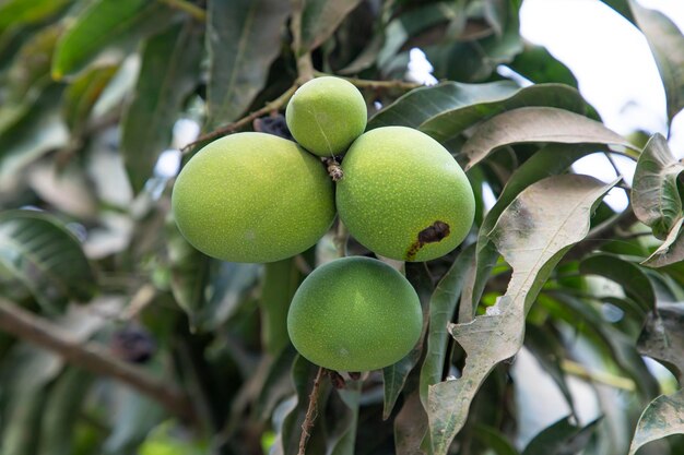 Un mazzo di mango verde crudo fresco che fa perno nel fuoco selettivo del ramo di albero