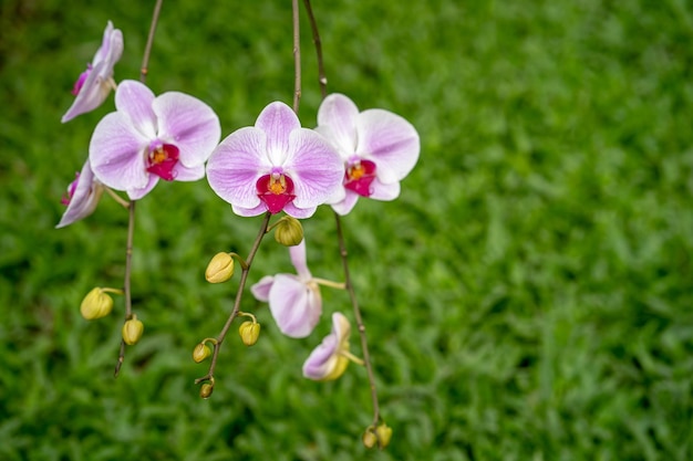 Un mazzo di orchidee è appeso su uno sfondo verde