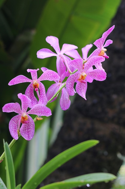 Un mazzo di orchidee viola dopo la pioggia