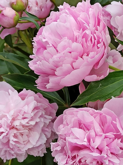 Un mazzo di peonie rosa è in un bouquet.