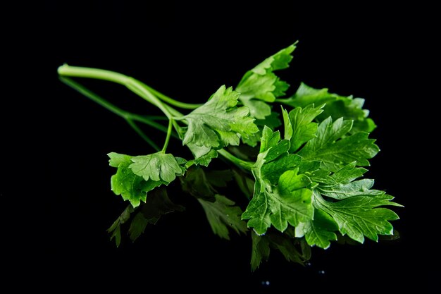 Un mazzo di prezzemolo verde fresco sul nero