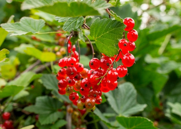 Un mazzo di ribes rosso maturo primo piano su uno sfondo naturale nel giardino