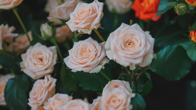 Un mazzo di rose con un fiore rosso sullo sfondo