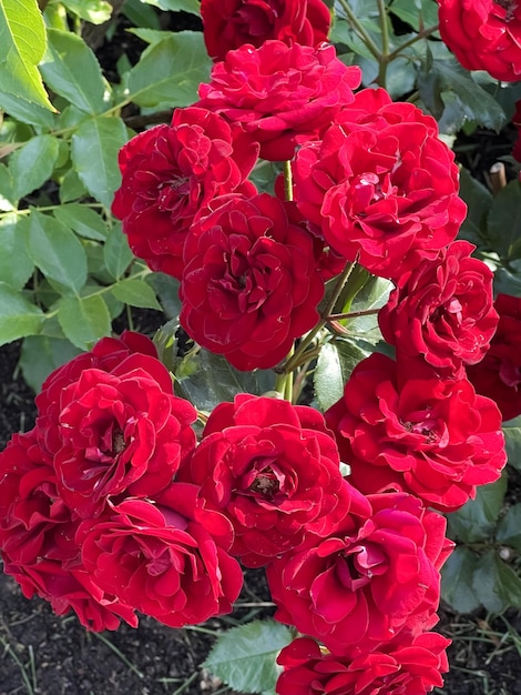 Un mazzo di rose rosse è in un giardino.