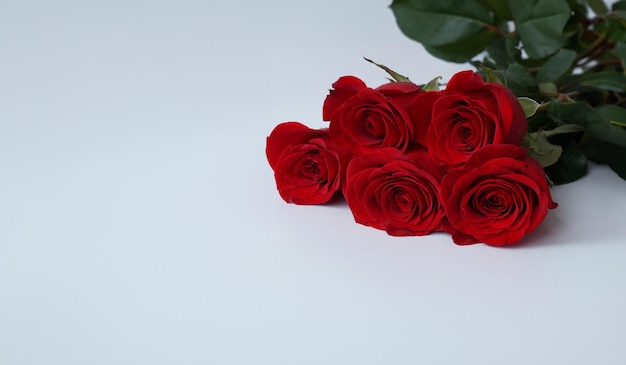 Un mazzo di rose rosse su sfondo bianco