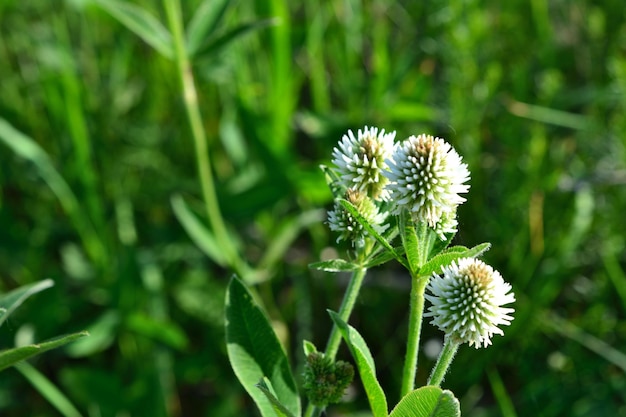 un mazzo di trifoglio bianco isolato sullo sfondo dell'erba verde da vicino