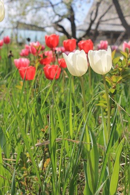 Un mazzo di tulipani è in un campo