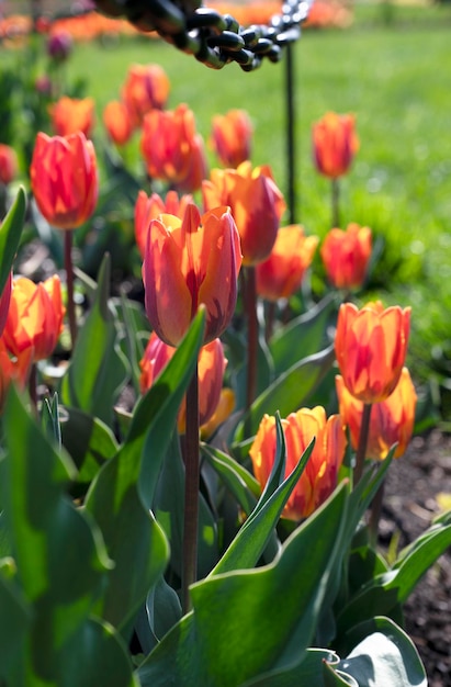 Un mazzo di tulipani è in un giardino con la parola tulipani sul fondo.