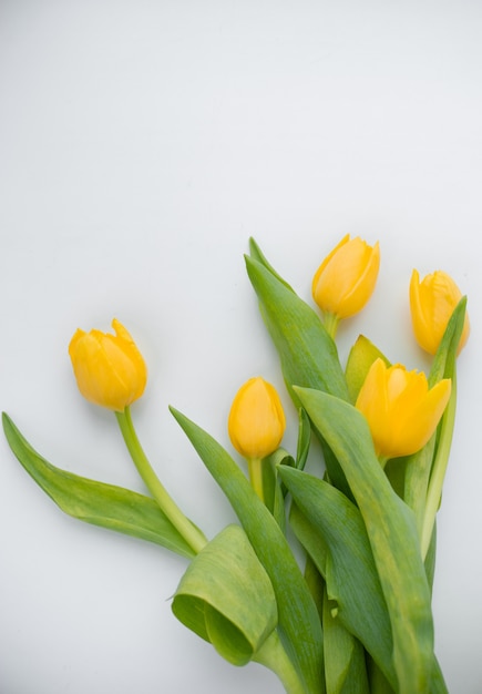 Un mazzo di tulipani freschi e belli disposti su bianco