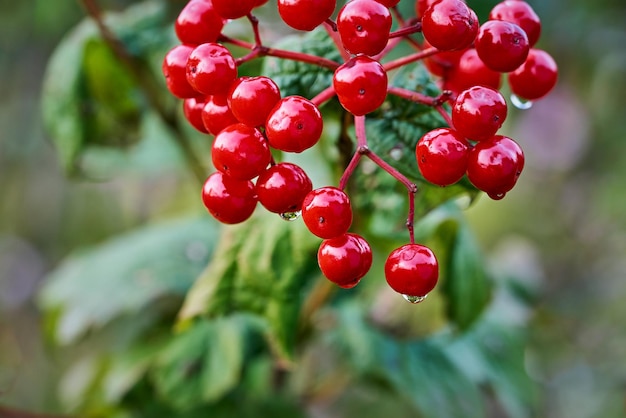 Un mazzo o un ramo con bacche rosse di guelderrose o cenere di montagna e una goccia d'acqua in primo piano