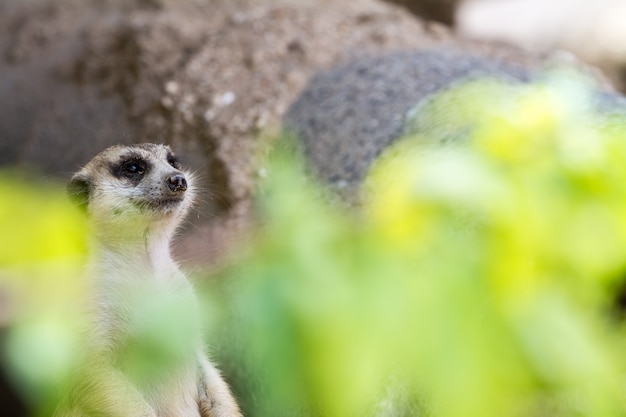 Un meerkat in cerca