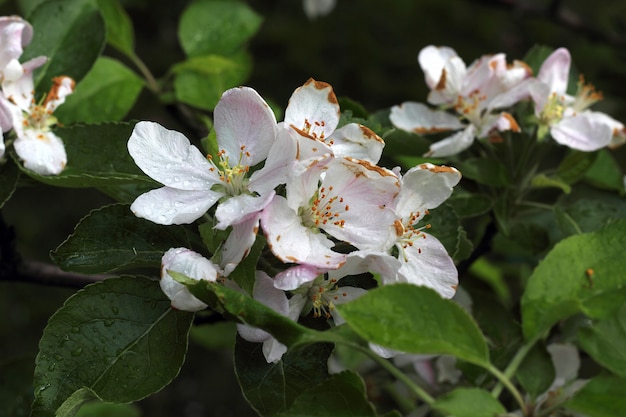 Un melo del fiore, primo piano