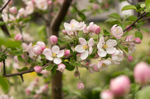 Un melo è in piena fioritura in primavera