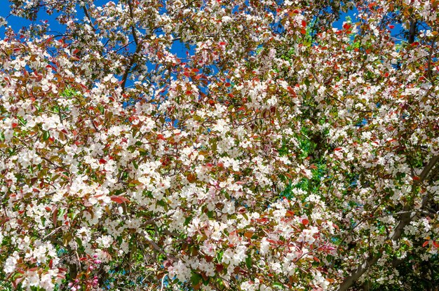 Un melo in fiore in una giornata primaverile