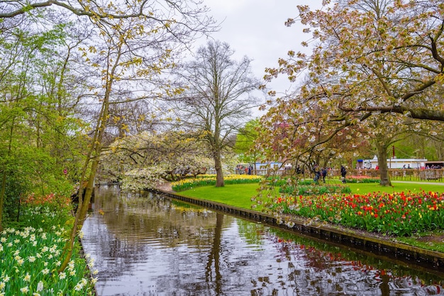 Un melo in fiore vicino al fiume nel parco Keukenhof Lisse Holland Paesi Bassi