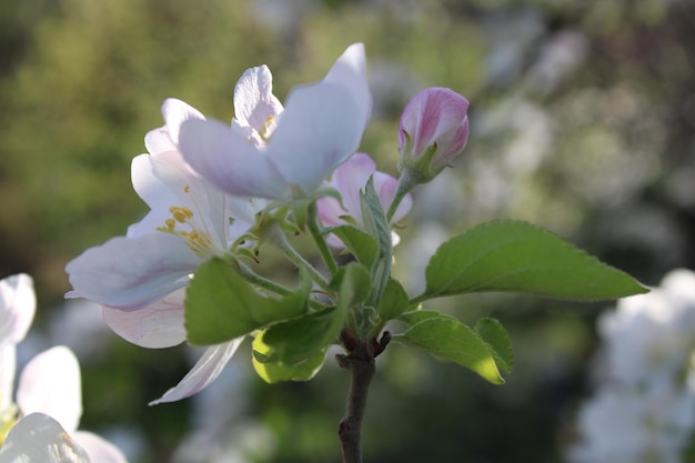 Un melo rosa in fiore