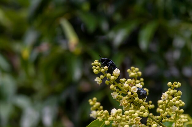 Un miele scuro Ape Apis mellifera che mangia nettare dai fiori longan Dimocarpus longan