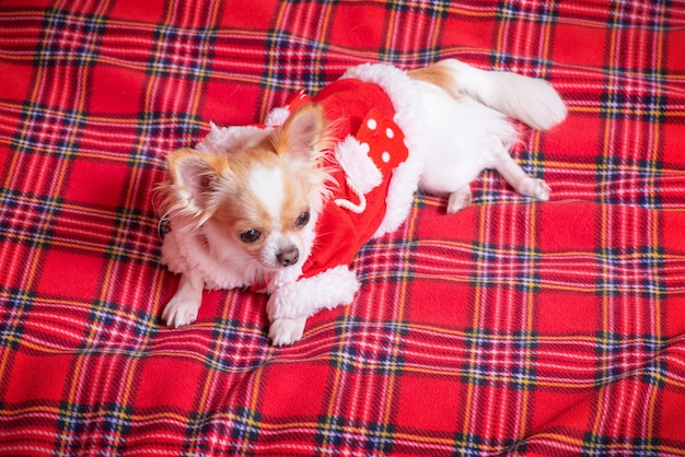 Un mini cane chihuahua con i vestiti di Babbo Natale giace su una coperta a scacchi rossa Chihuahua dai capelli lunghi