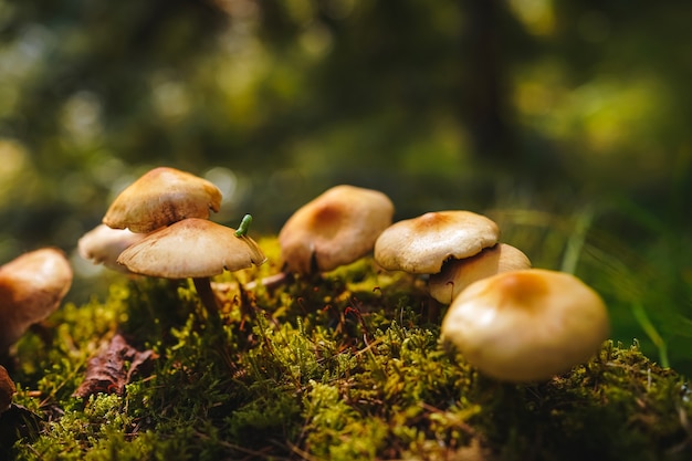 Un minuscolo bruco verde striscia sul cappello di uno dei funghi che crescono sul muschio