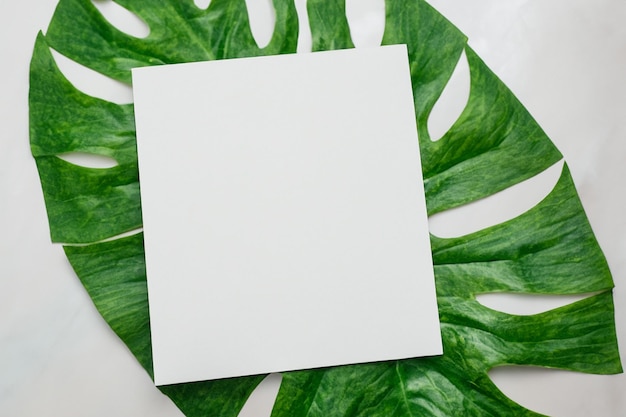 Un modello di libro bianco armoniosamente adornato da una foglia fresca che svela una delicata fusione