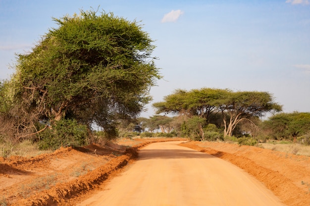 Un modo attraverso la savana con molte piante