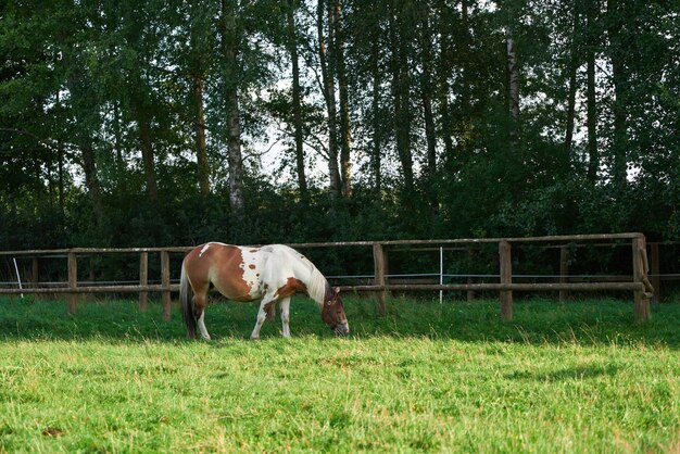 Un momento di pace mentre i cavalli pascolano in un lussureggiante prato verde circondato da una bellezza naturale