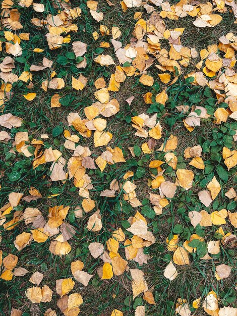 Un motivo di foglie gialle e beige su uno sfondo di erba verde Foglie cadute a terra È arrivato molto presto Vista dall'alto