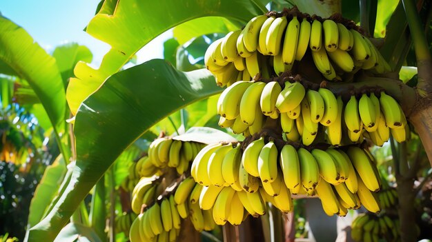 un mucchio di banane su un albero