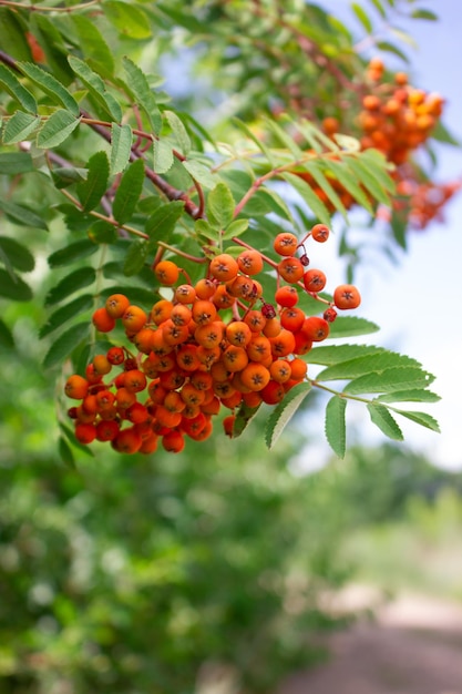 Un mucchio di cenere di montagna rossa matura su un ramo con foglie verdi Bacche con un alto contenuto di vitamine