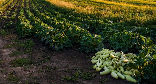 Un mucchio di filari di zucchine organiche in crescita nella piantagione delle file di mucchi di colture di zucchine dell'azienda agricola