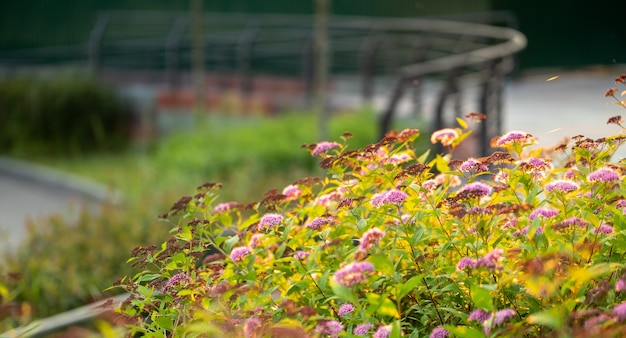 Un mucchio di fioriture di spirea rosa brillante nel cortile sul retro