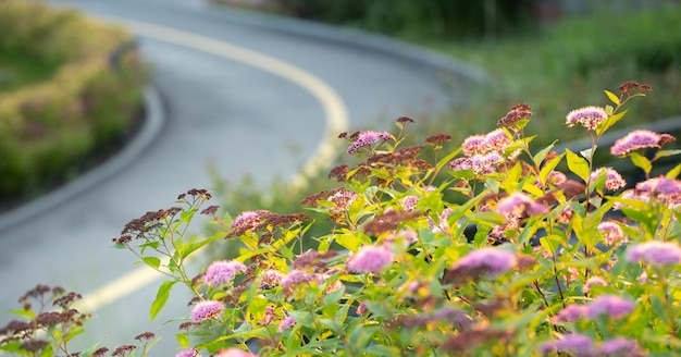 Un mucchio di fioriture di spirea rosa brillante nel cortile sul retro