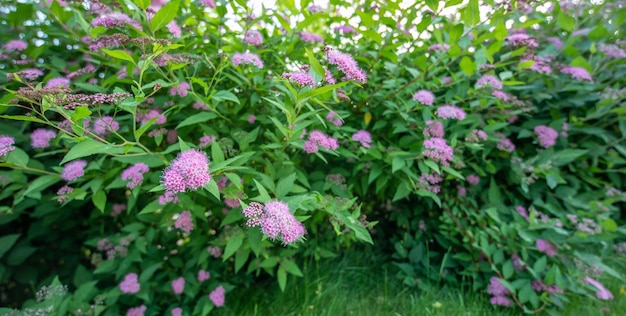 Un mucchio di fioriture di spirea rosa brillante nel cortile sul retro