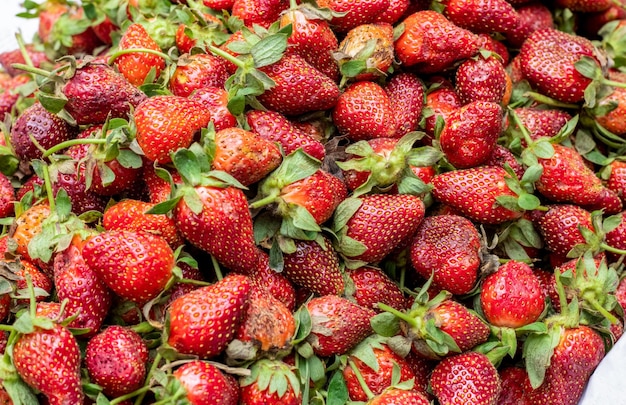 Un mucchio di fragola rossa fresca organica chiuda sul colpo con il fuoco selettivo