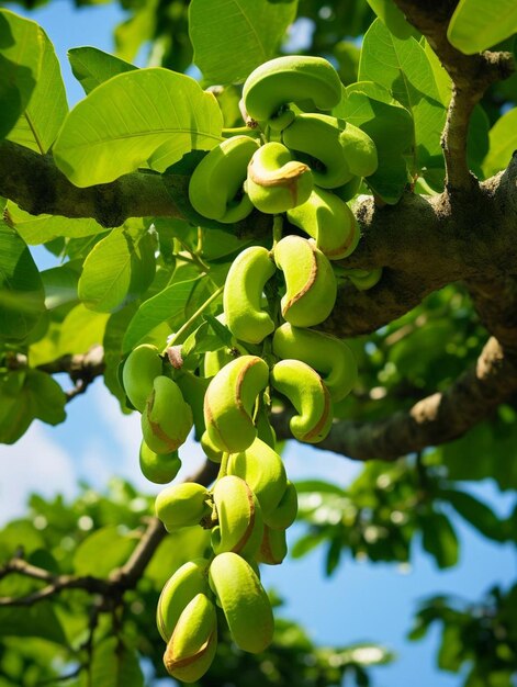 un mucchio di frutta immatura appeso ad un albero