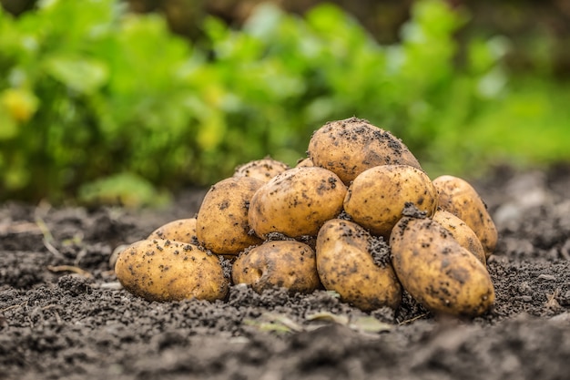 Un mucchio di patate fresche che sono libere distese sul terreno.