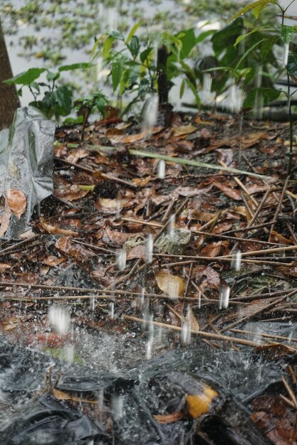 un mucchio di piante morte vengono spruzzate con acqua