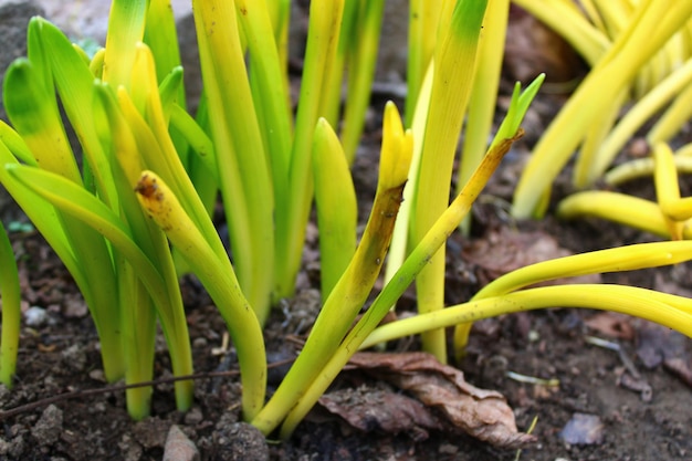 Un mucchio di piante verdi con sopra la parola primavera