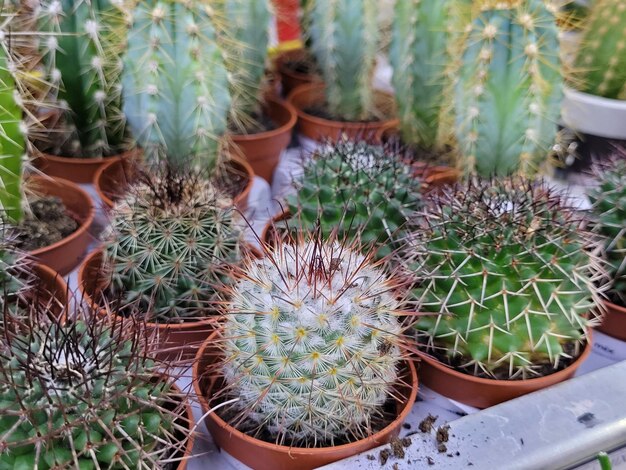 Un mucchio di piccoli cactus sono esposti in un negozio.